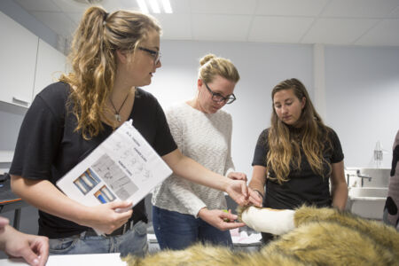 Practicum Skills Lab diergeneeskunde (4)