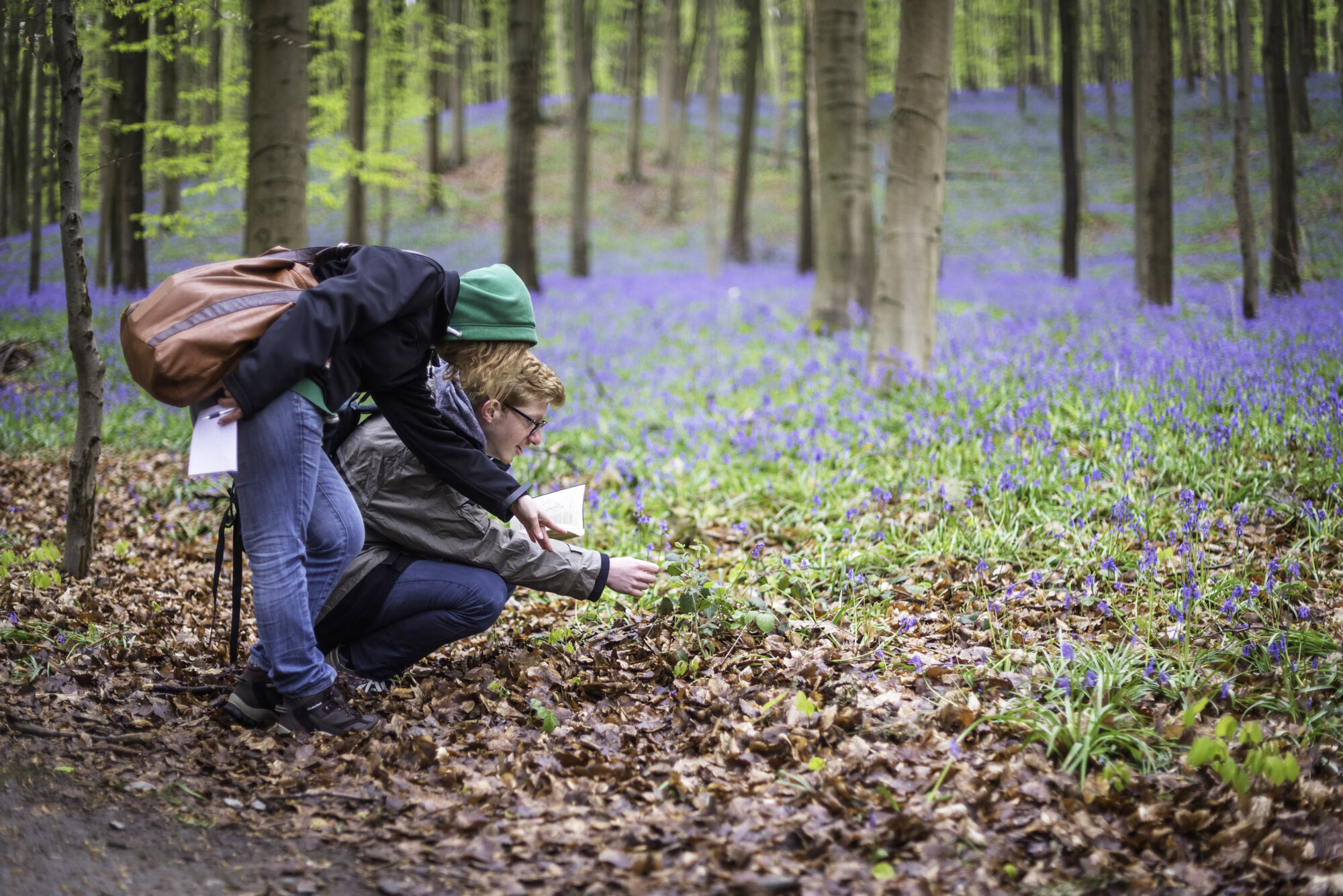 Hallerbos biologie (15).jpg