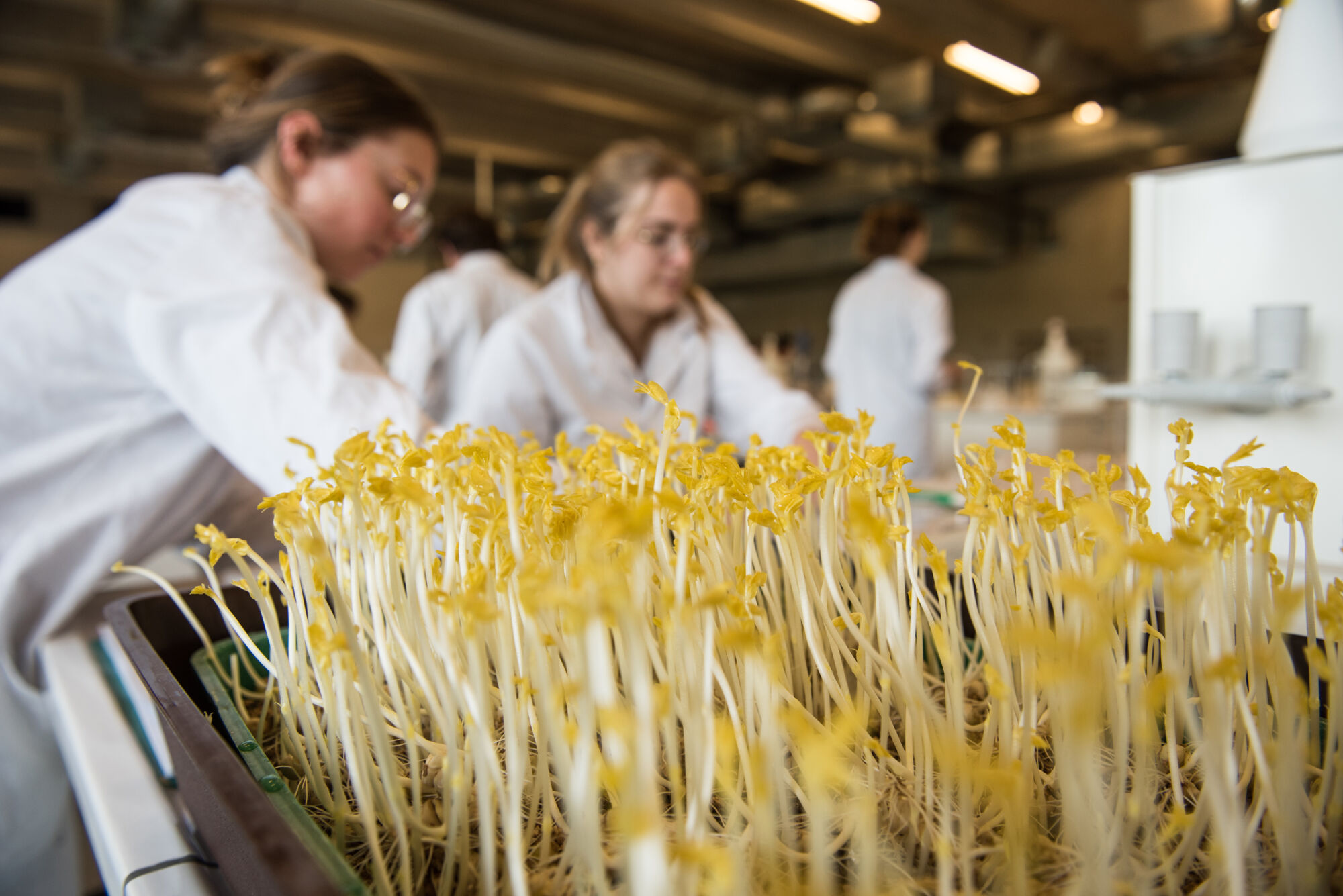 Biologie - vorm en functie planten (9).jpg