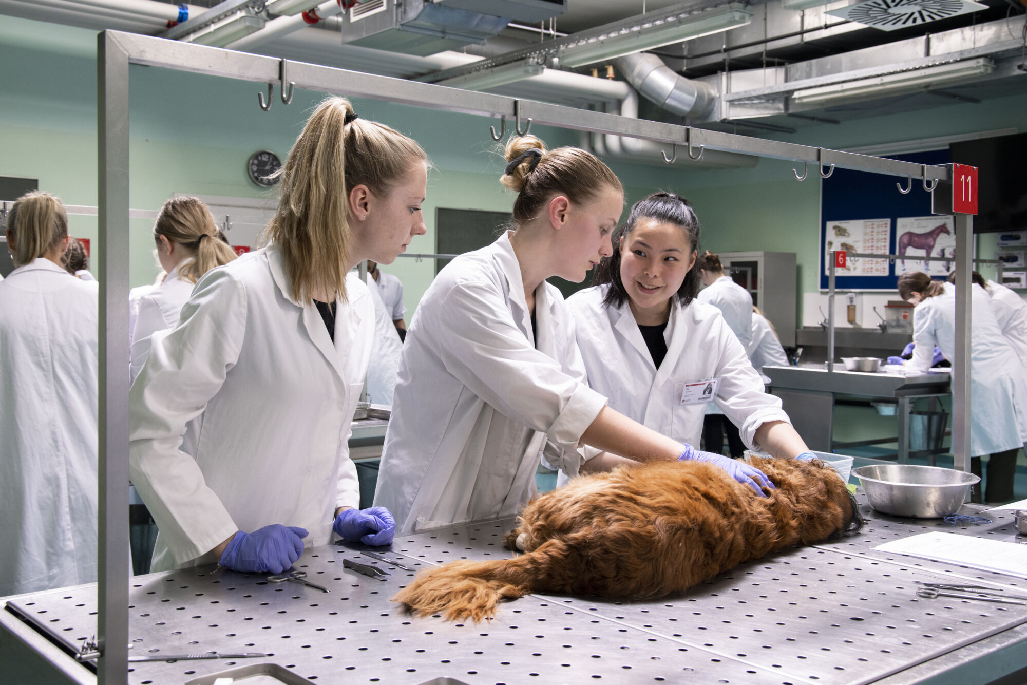 Diergeneeskunde practicum