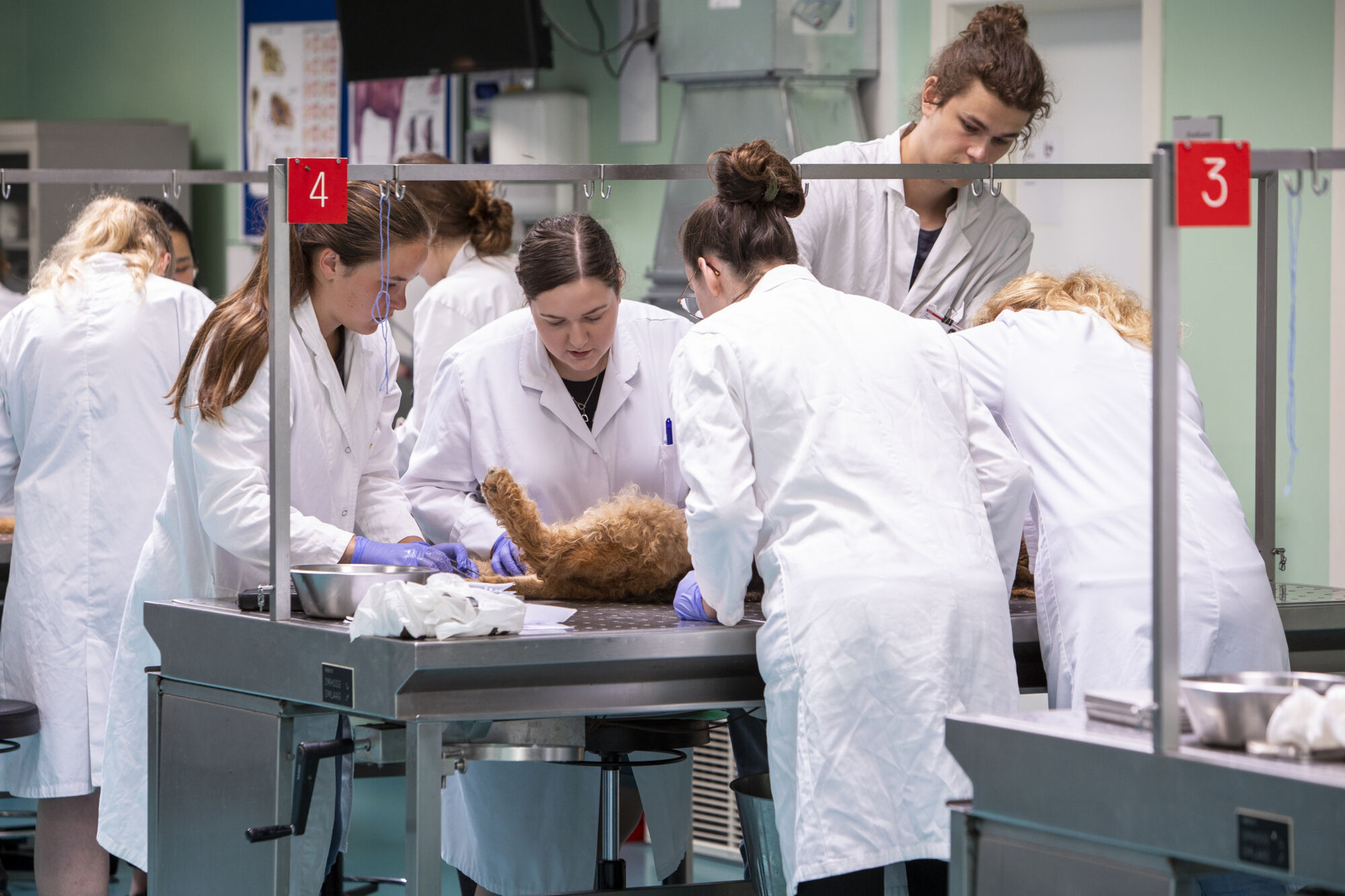 Diergeneeskunde practicum