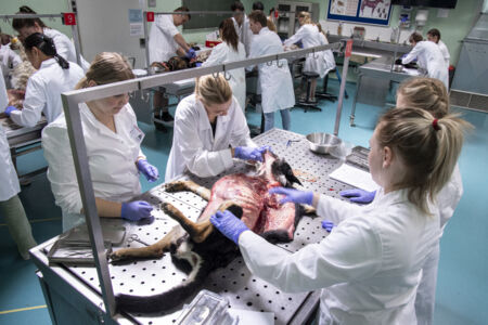 Diergeneeskunde practicum