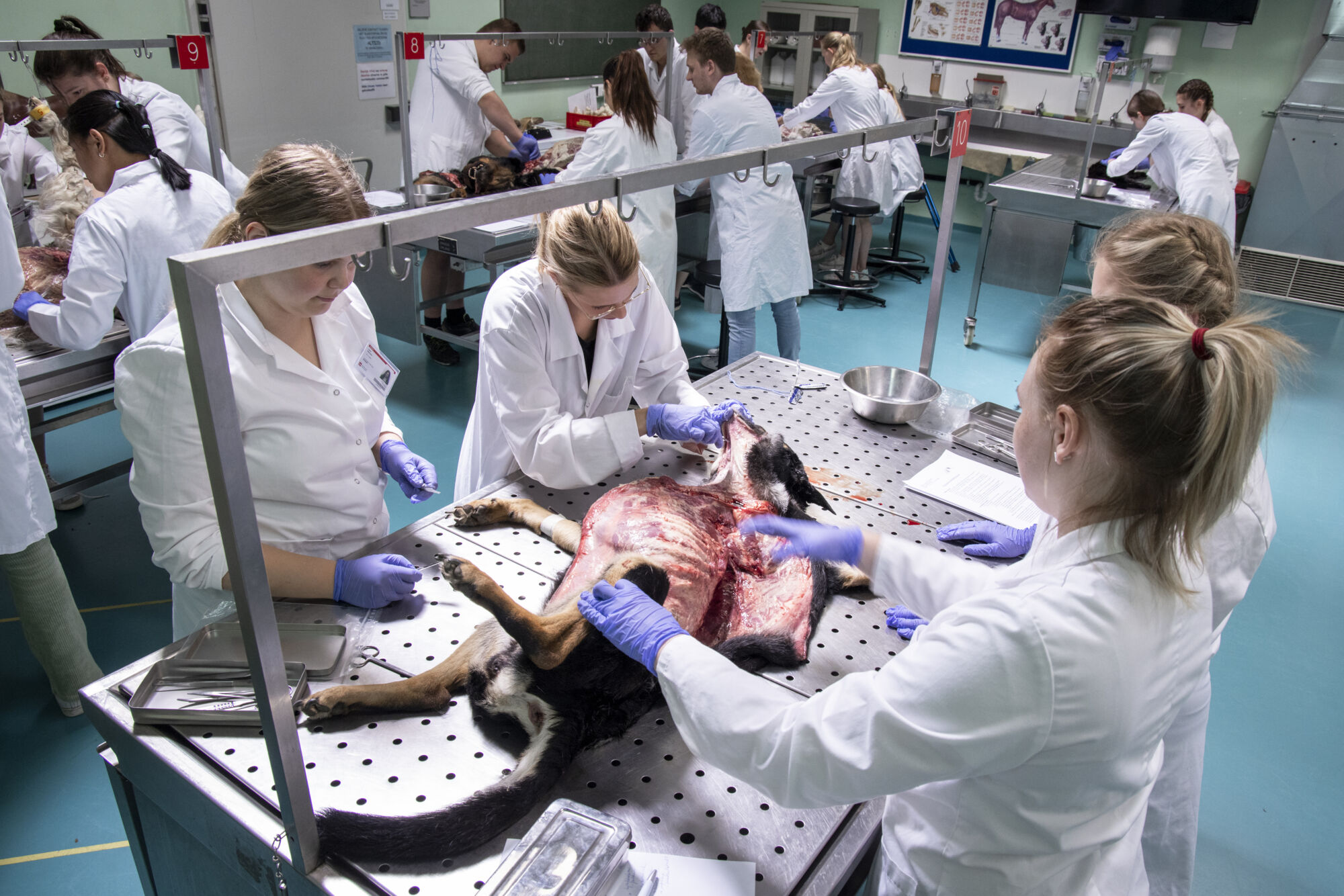 Diergeneeskunde practicum