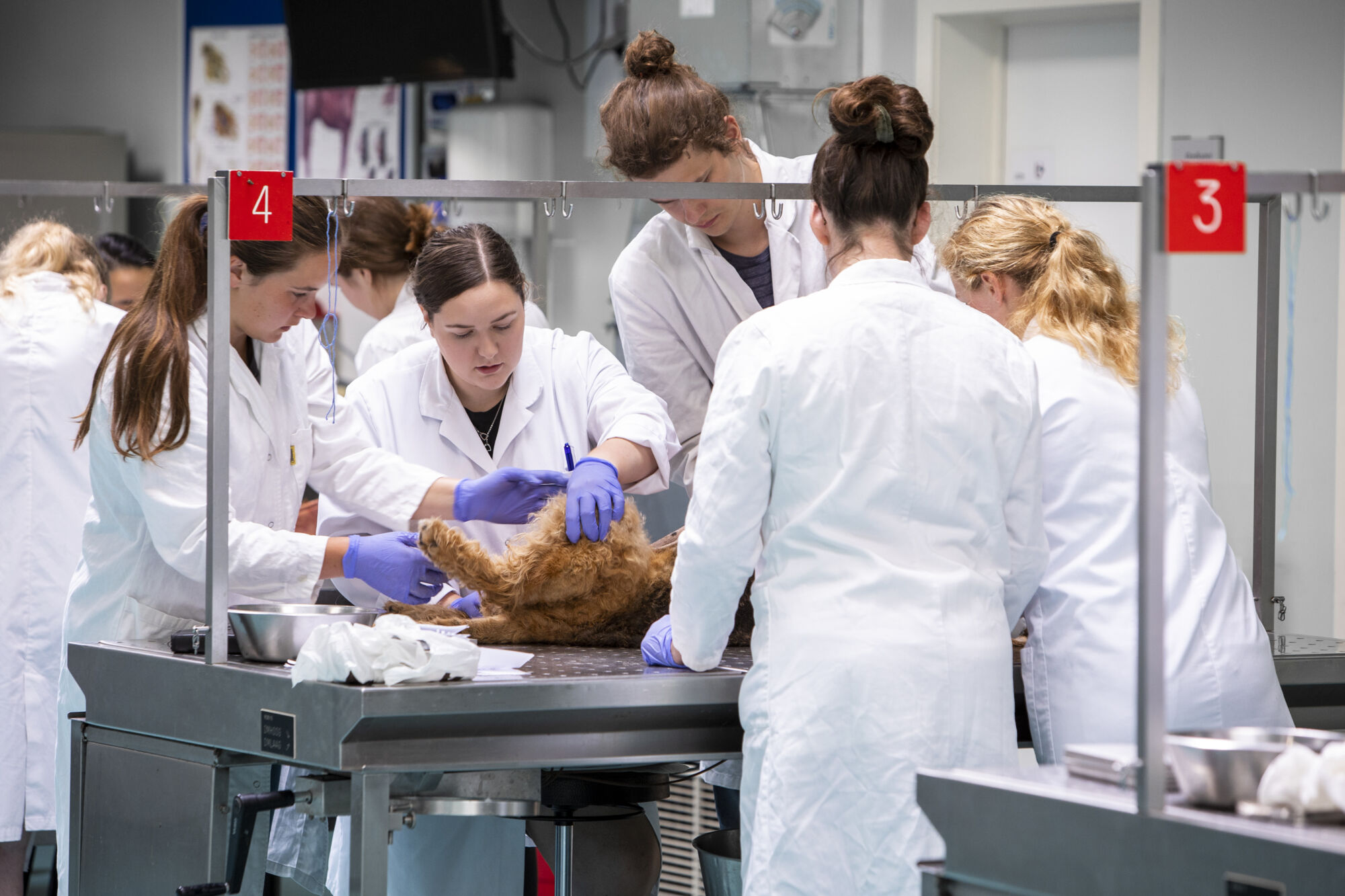 Diergeneeskunde practicum