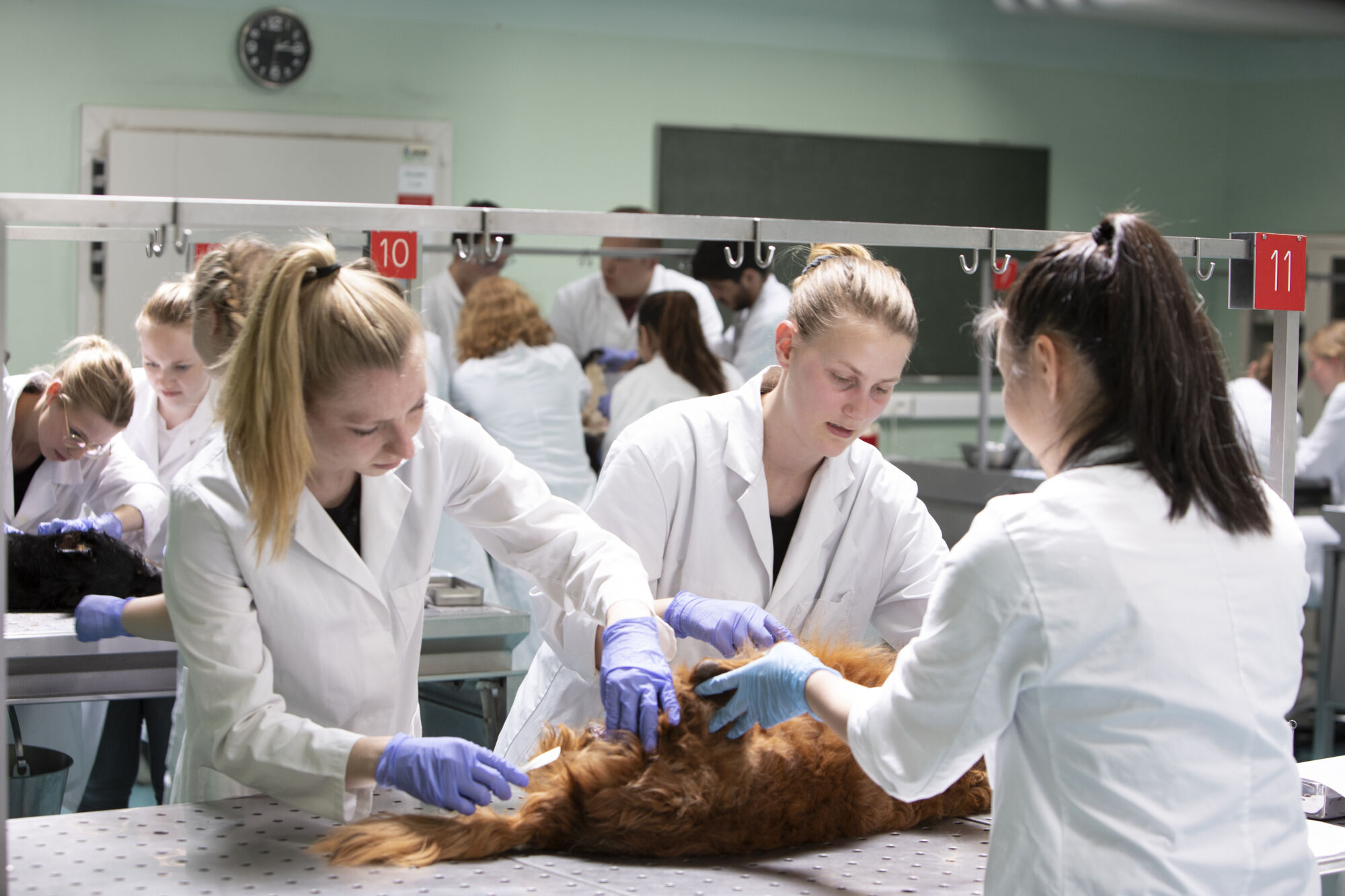 Diergeneeskunde practicum