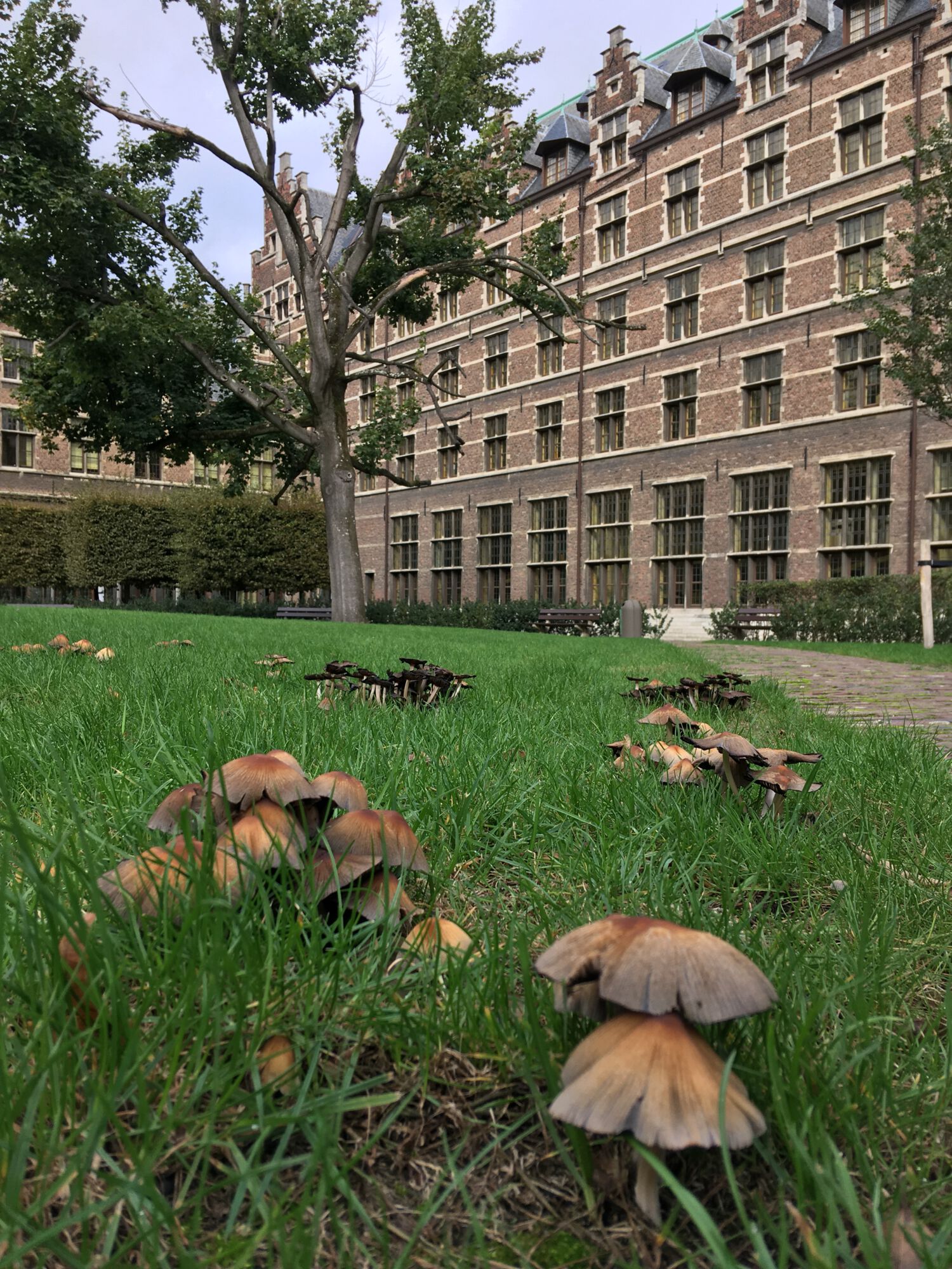 Paddenstoelen op de Stadscampus.jpeg