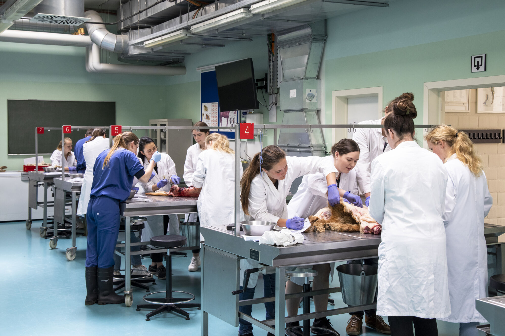 Diergeneeskunde practicum