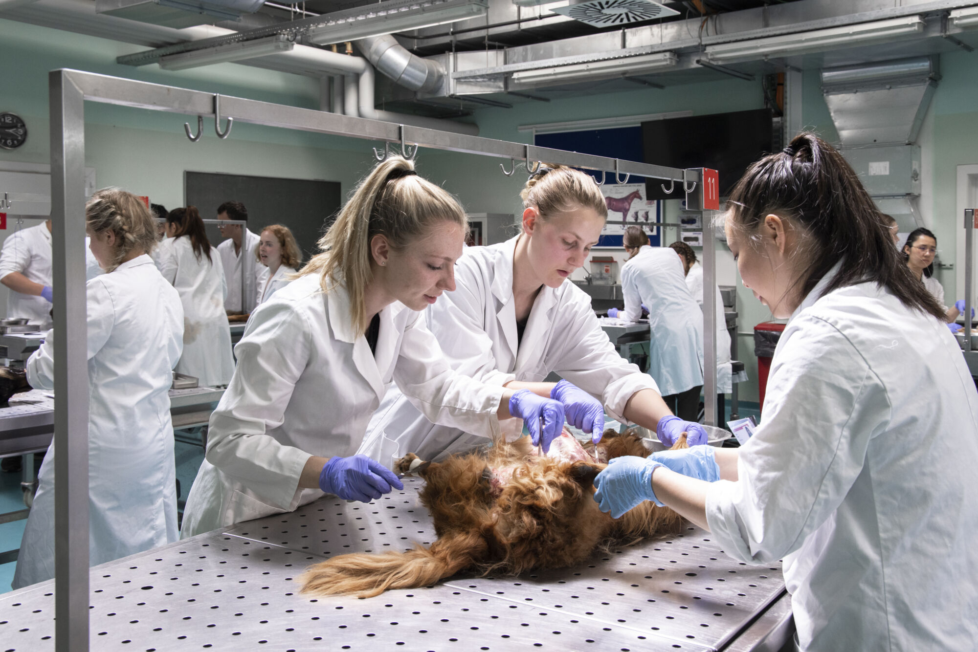 Diergeneeskunde practicum