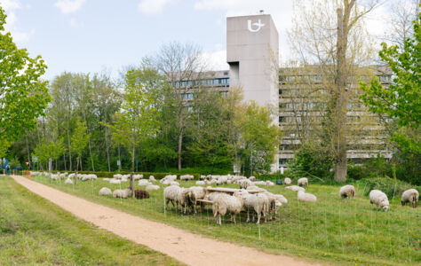 Schapen CDE (4).jpg