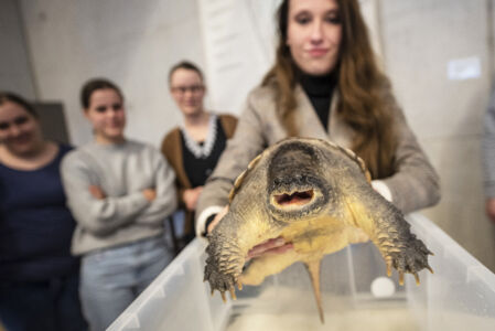 Biologie - amfibieën en reptielen (18).jpg