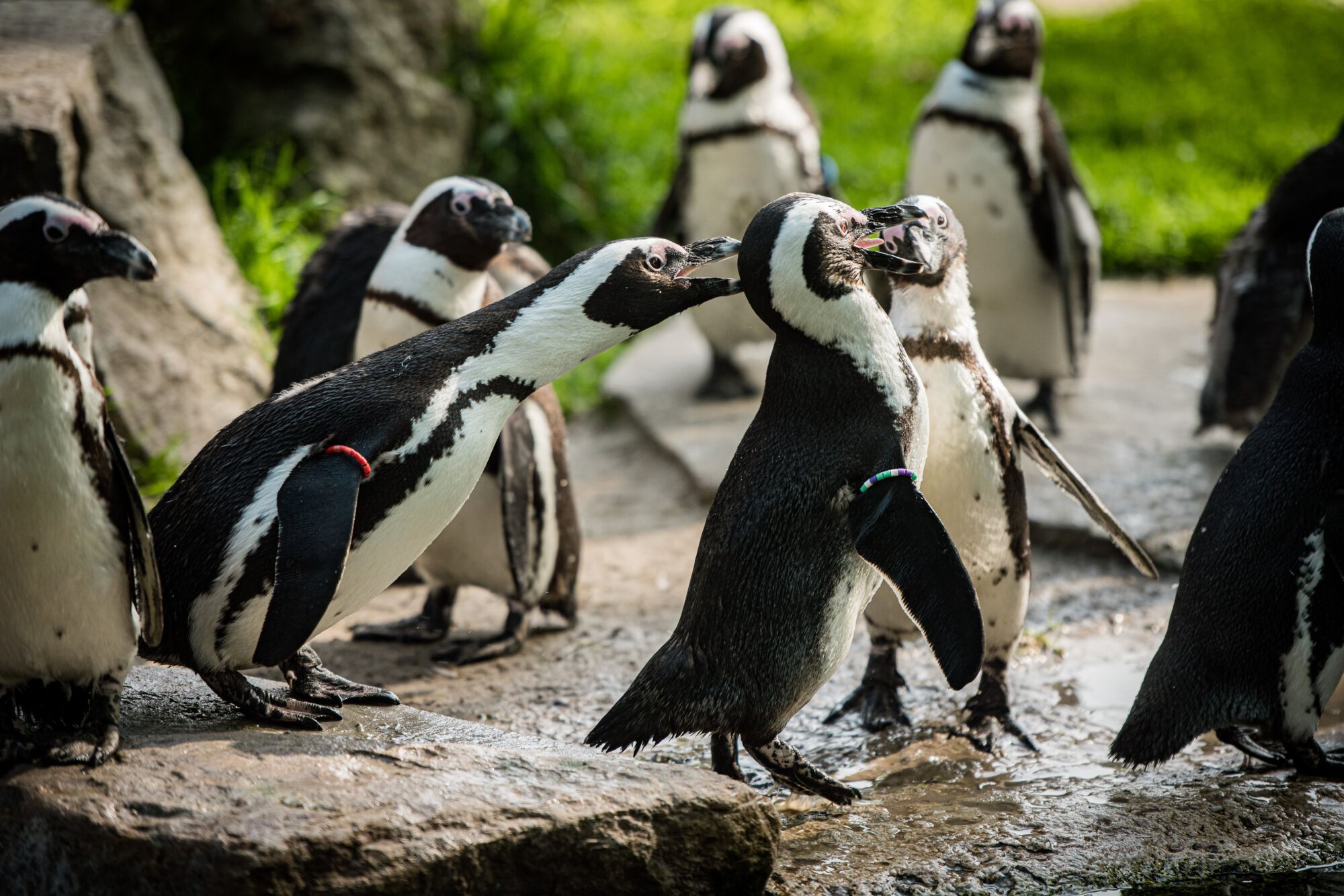 ZOO Antwerpen vanuituwkot (20).jpg