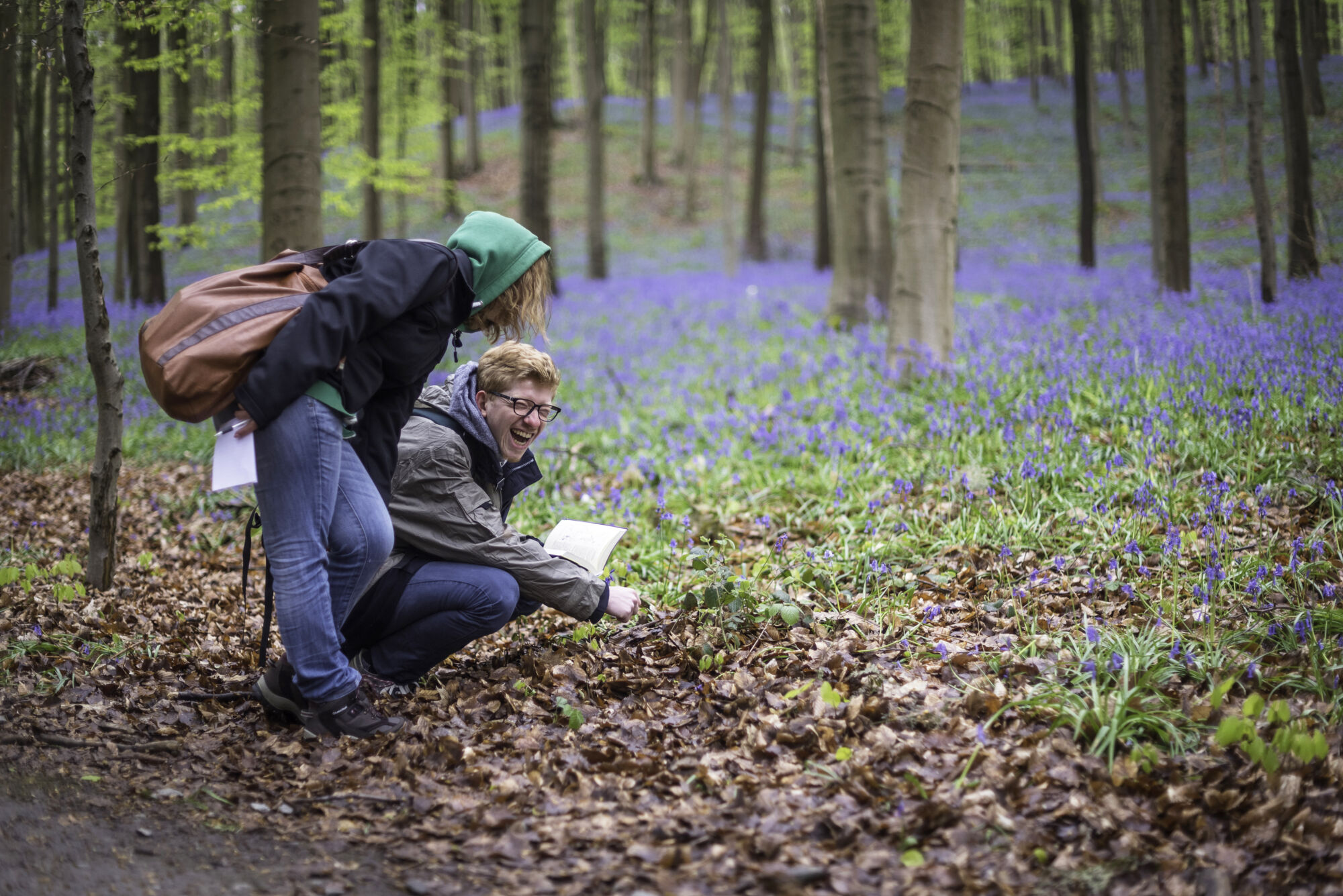 Hallerbos biologie (16).jpg