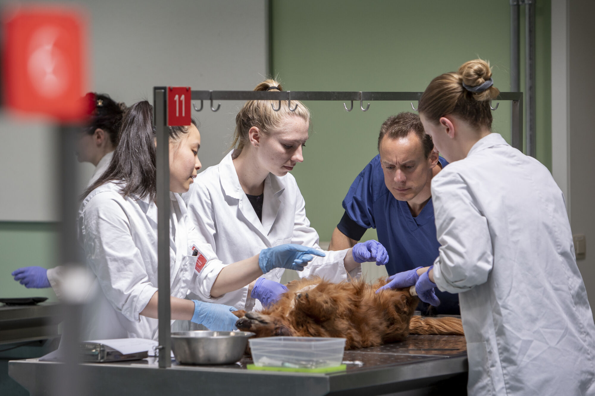 Diergeneeskunde practicum