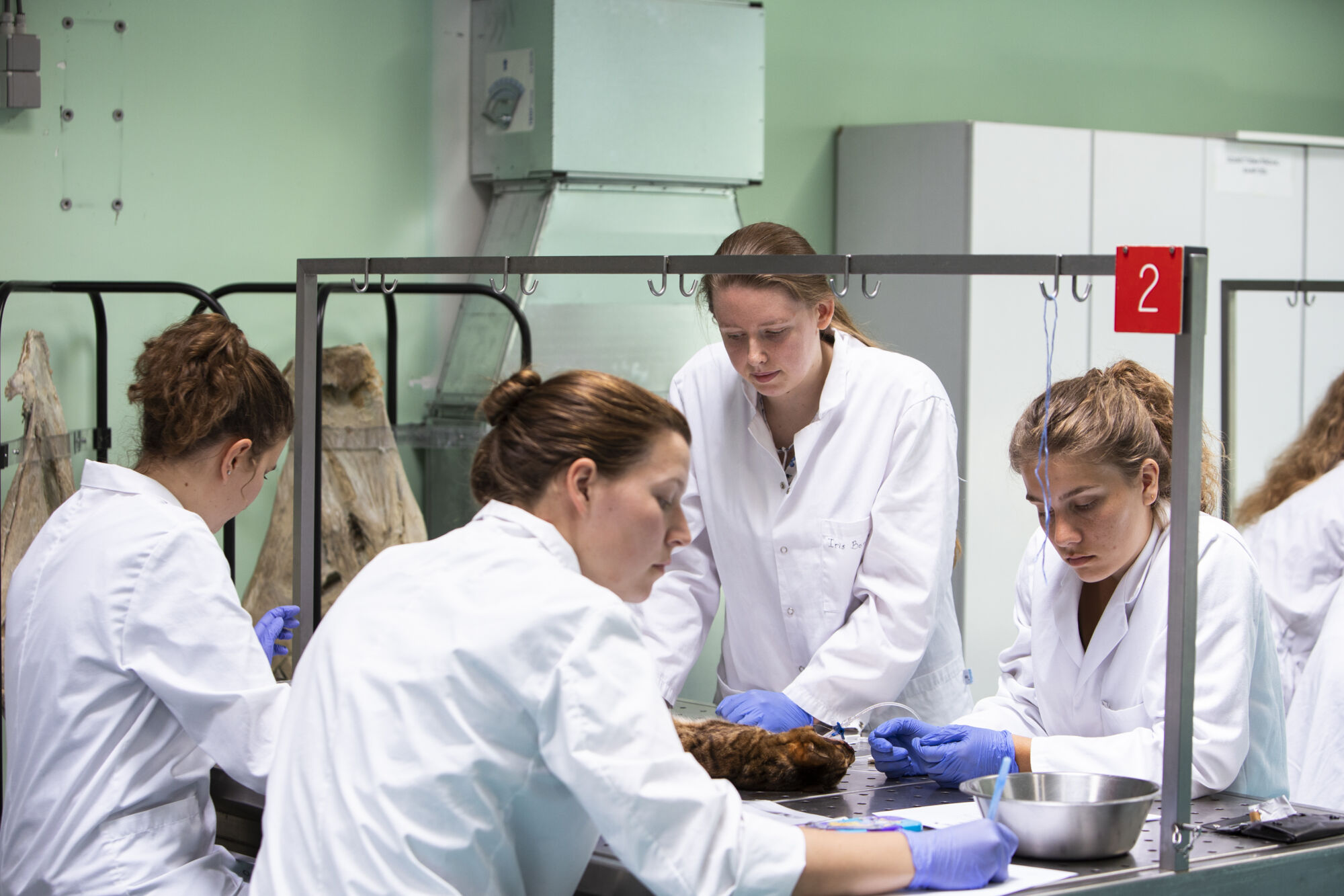 Diergeneeskunde practicum