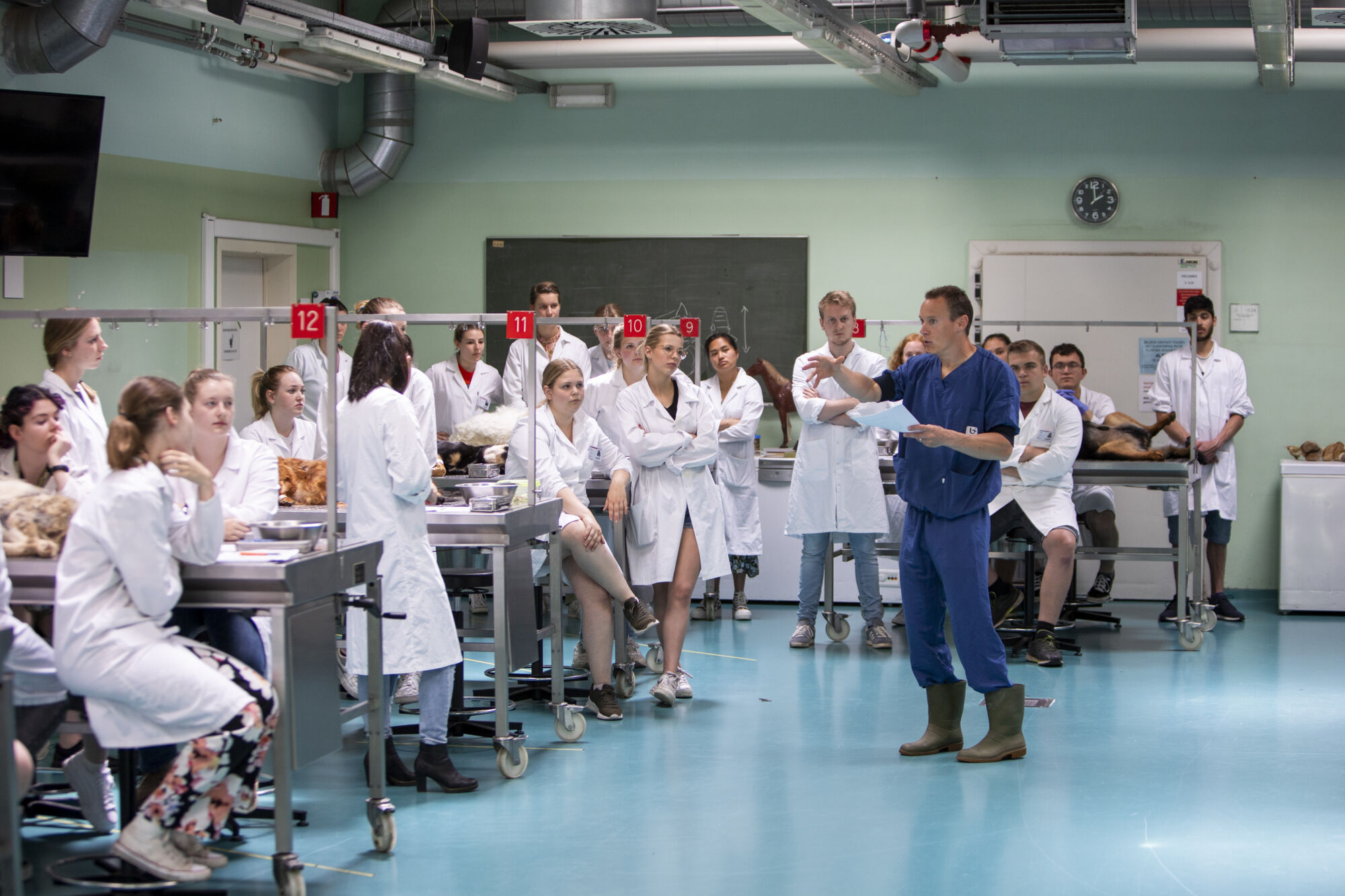 Diergeneeskunde practicum