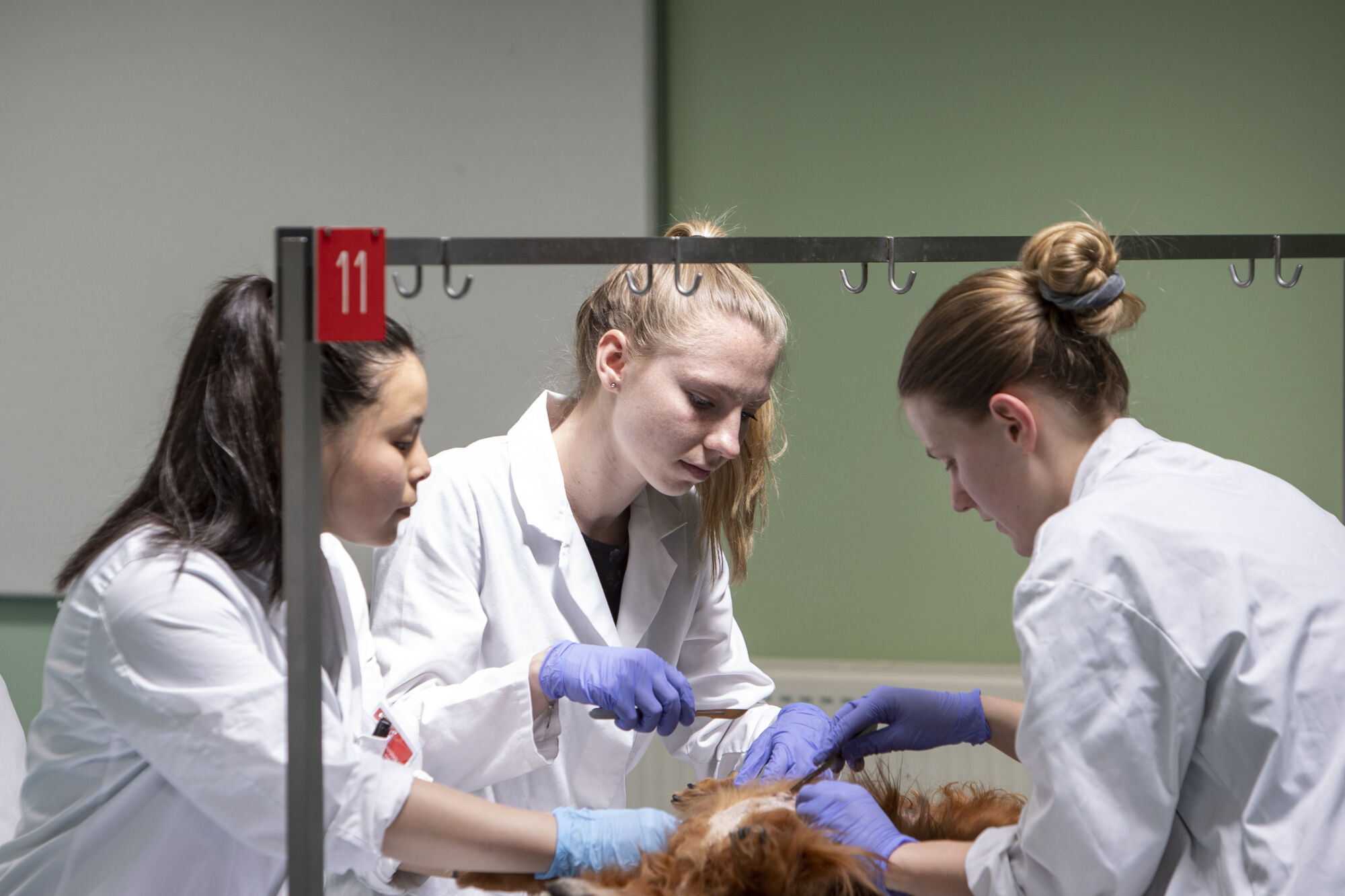 Diergeneeskunde practicum