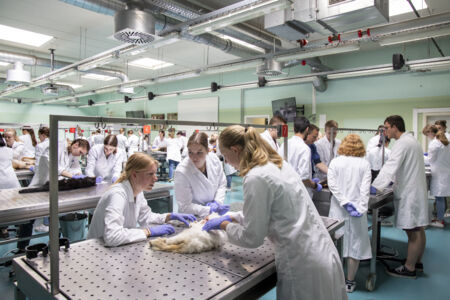 Diergeneeskunde practicum