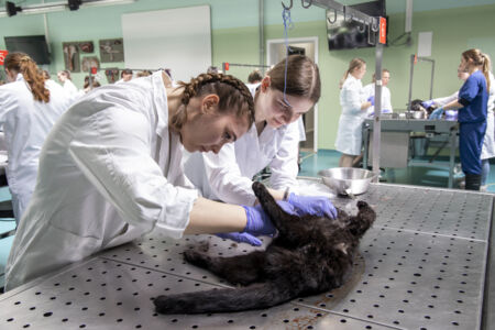 Diergeneeskunde practicum