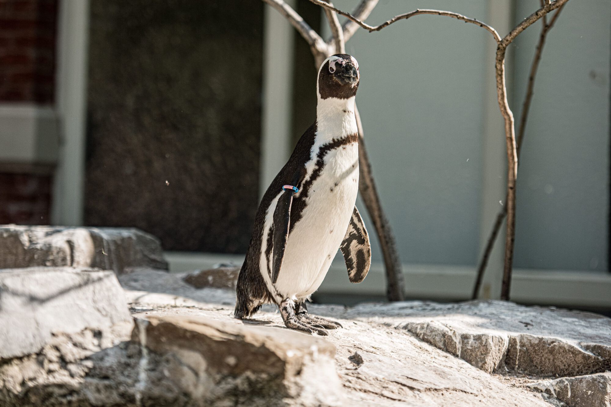 ZOO Antwerpen vanuituwkot (25).jpg