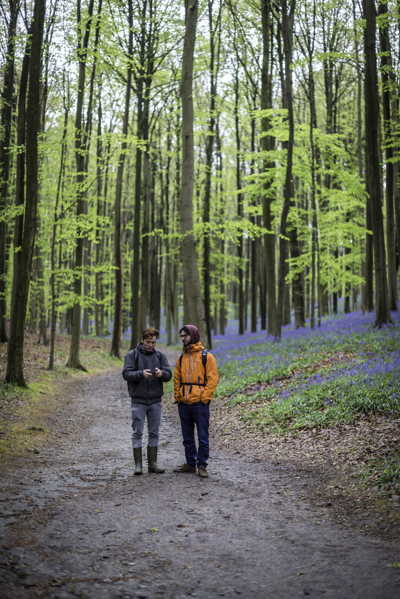 Hallerbos biologie (18).jpg