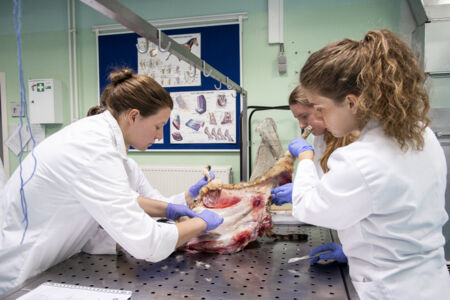 Diergeneeskunde practicum