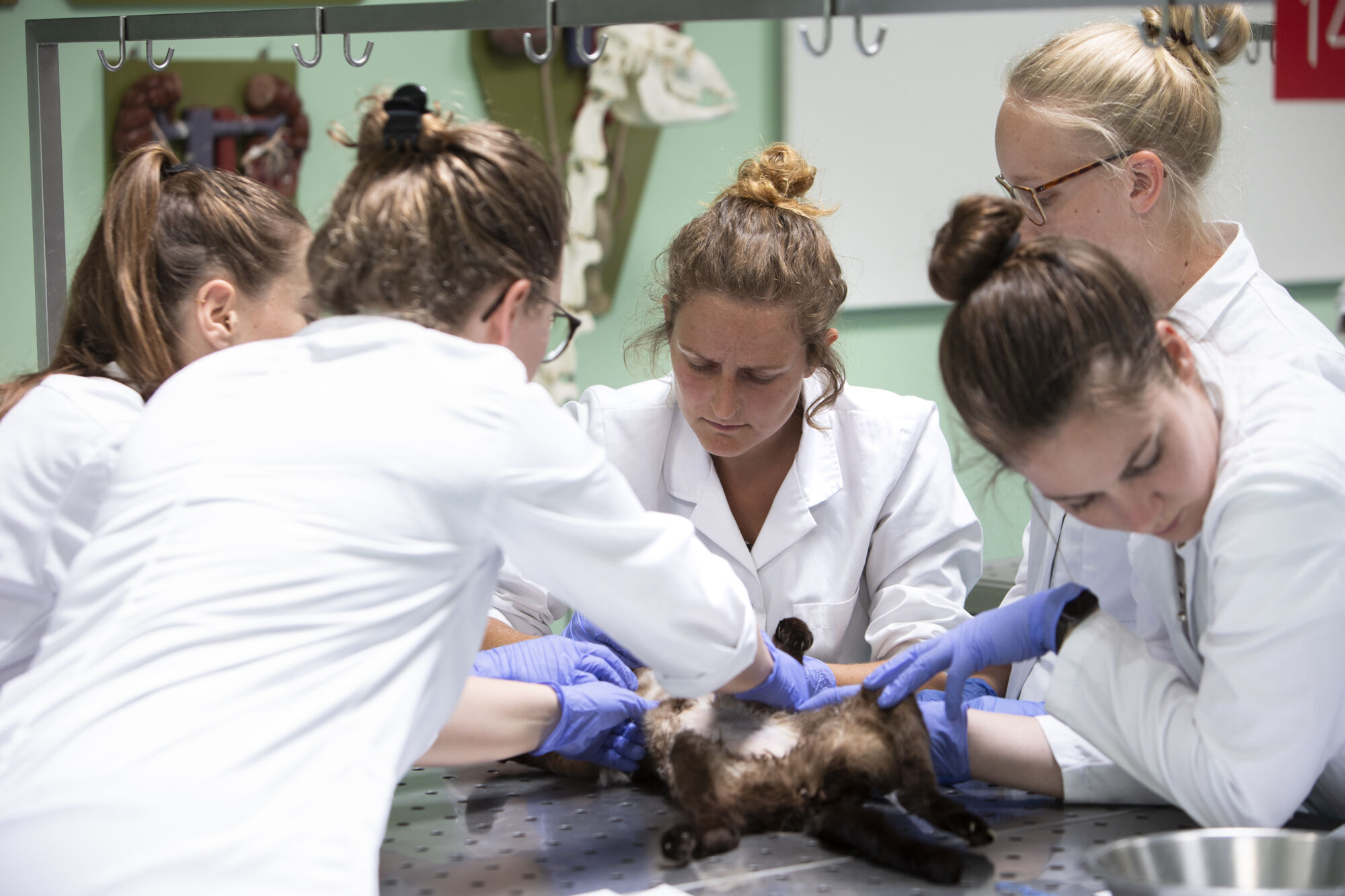 Diergeneeskunde practicum