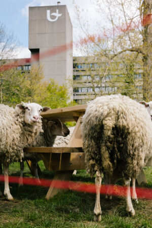 Schapen CDE (2).jpg