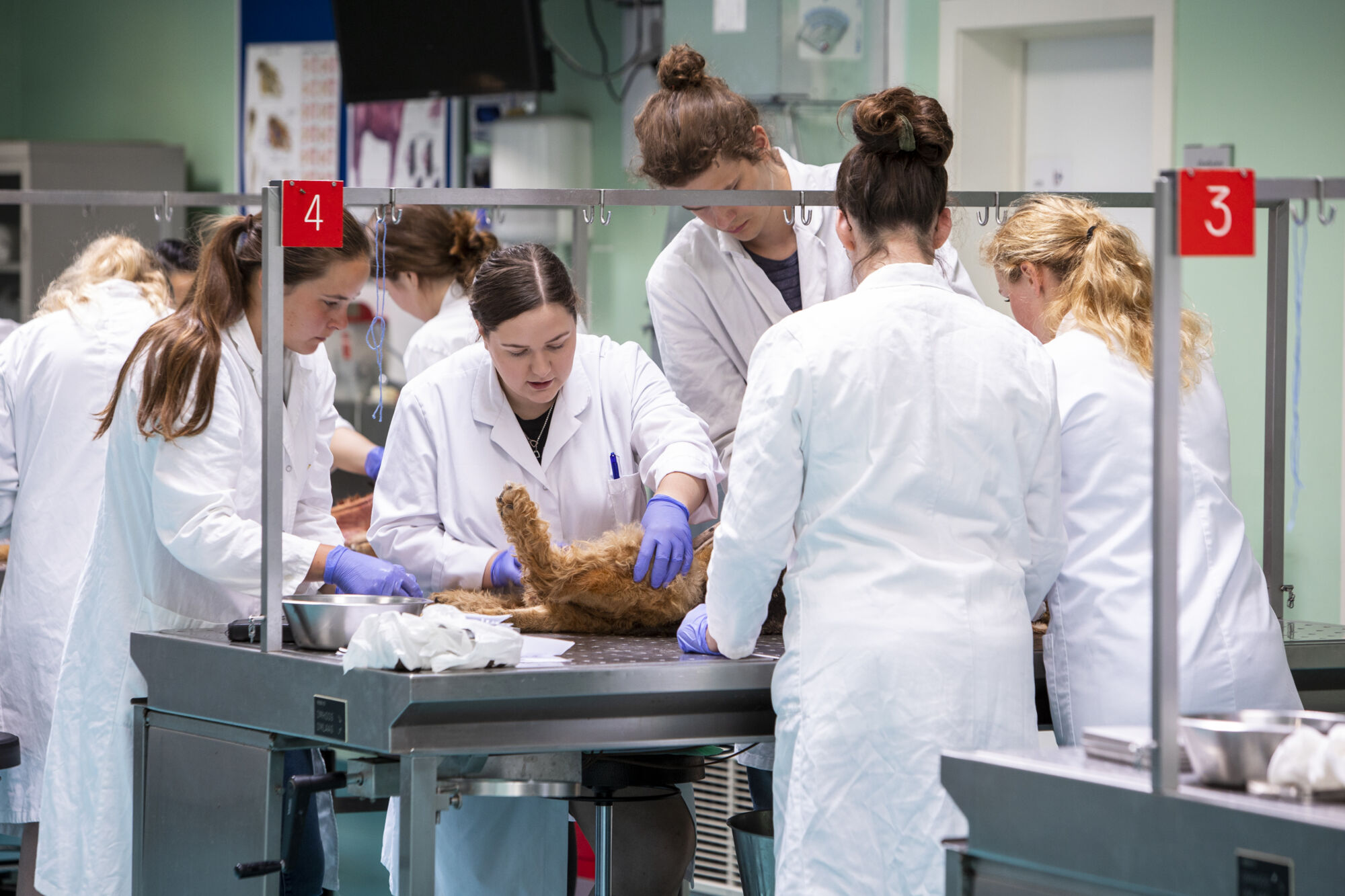 Diergeneeskunde practicum