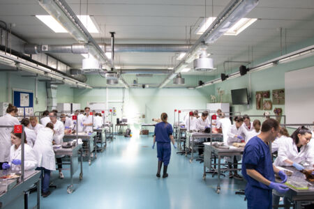 Diergeneeskunde practicum