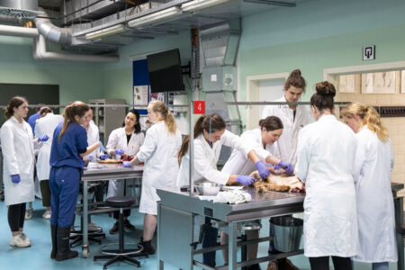Diergeneeskunde practicum