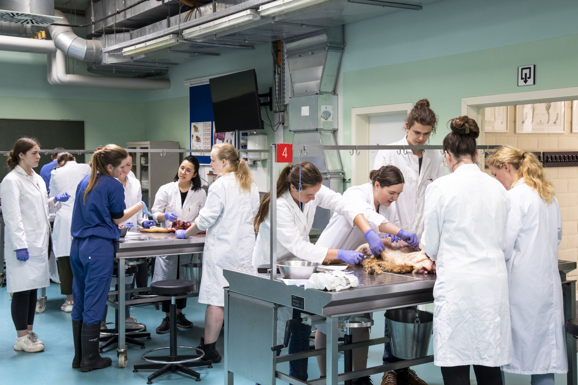 Diergeneeskunde practicum