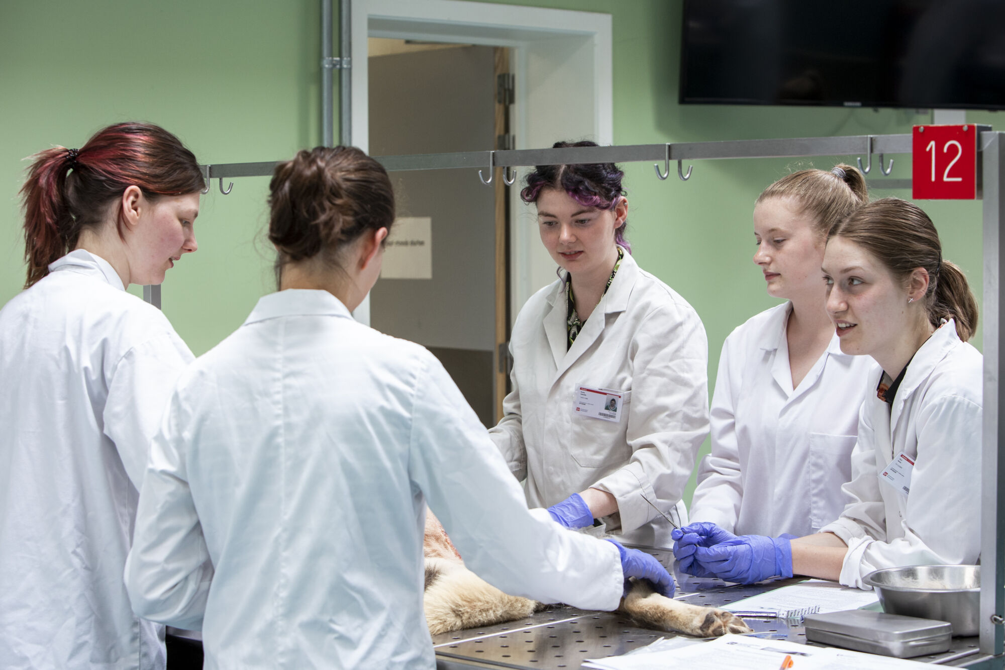 Diergeneeskunde practicum
