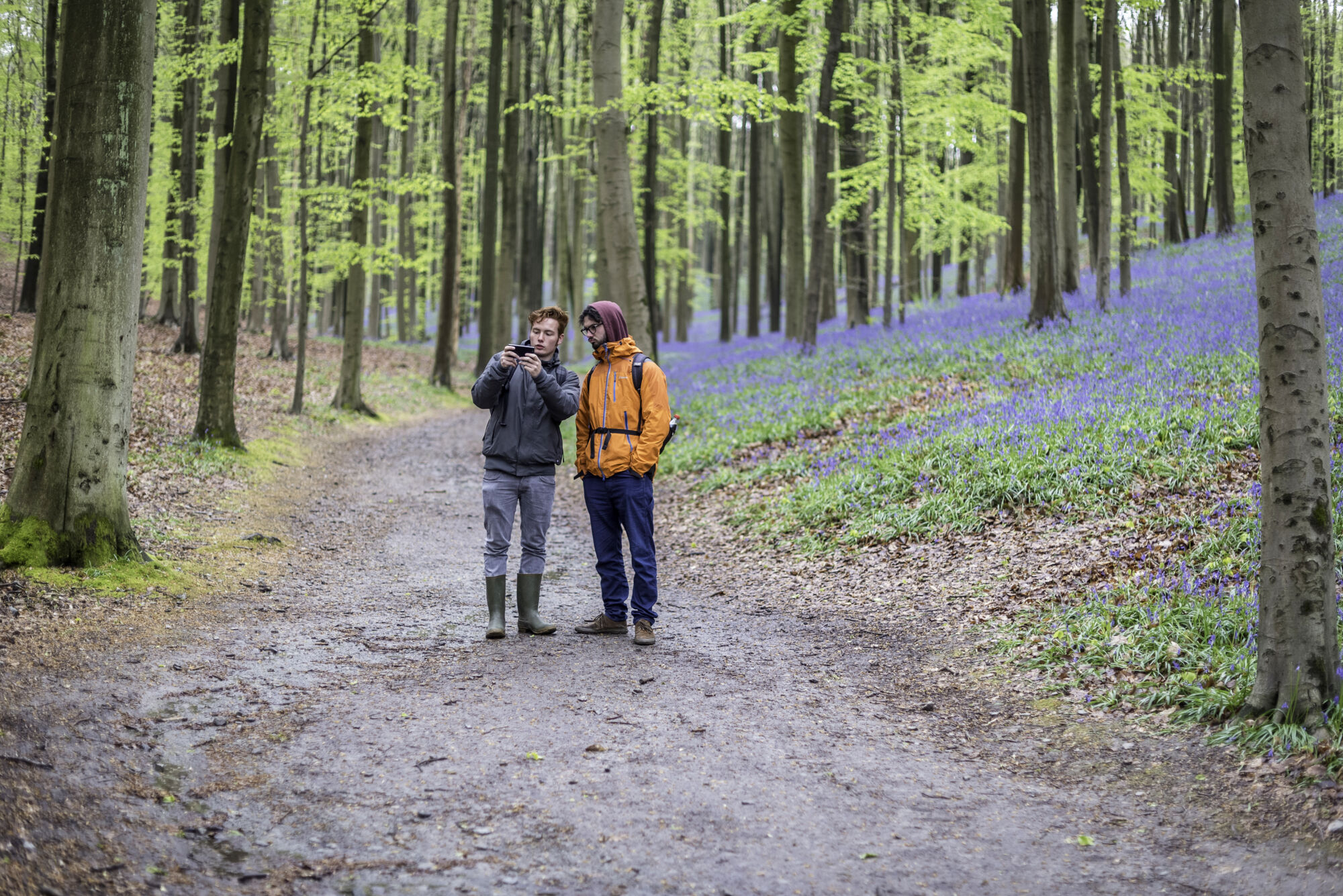 Hallerbos biologie (17).jpg