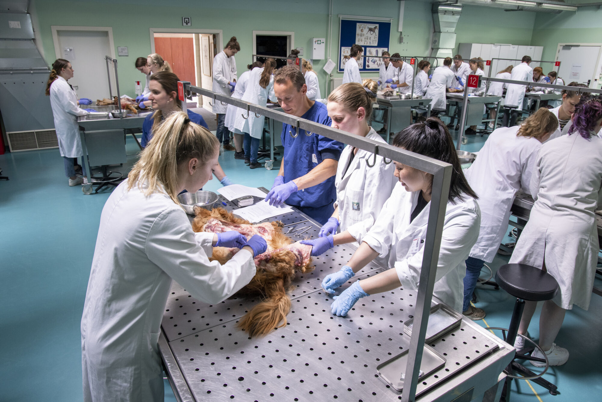 Diergeneeskunde practicum