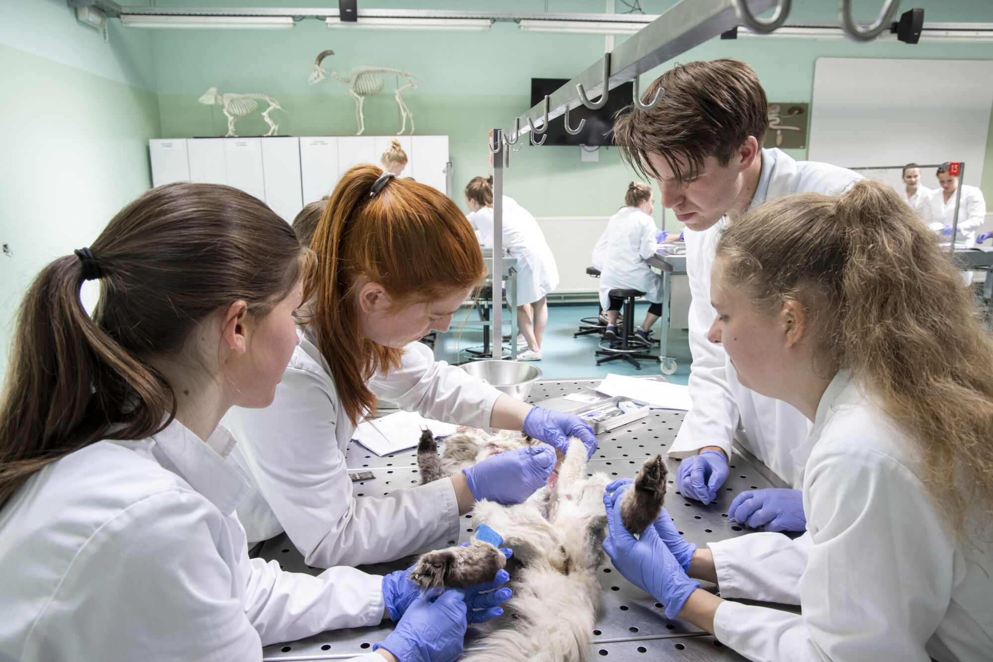 Diergeneeskunde practicum