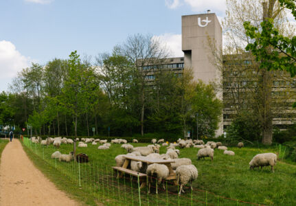 Schapen CDE (3).jpg