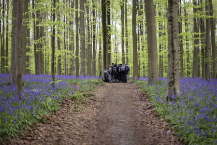 Hallerbos biologie (31).jpg