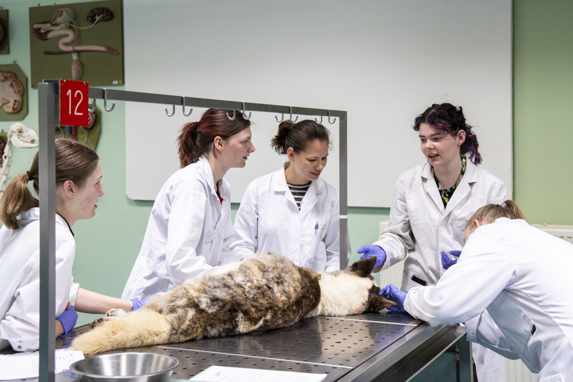 Diergeneeskunde practicum