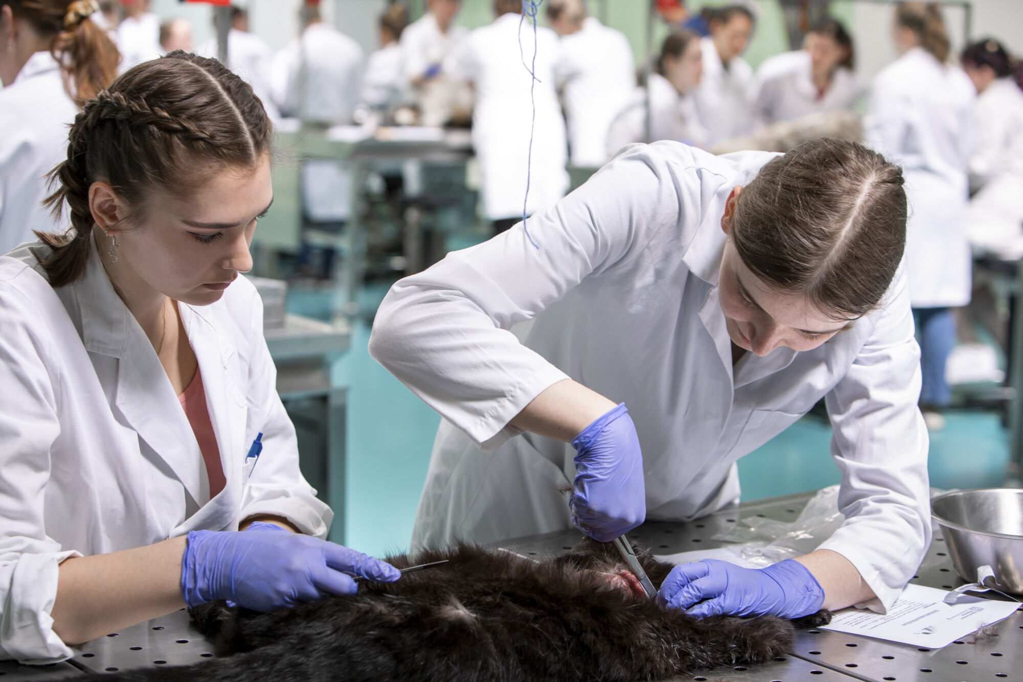 Diergeneeskunde practicum