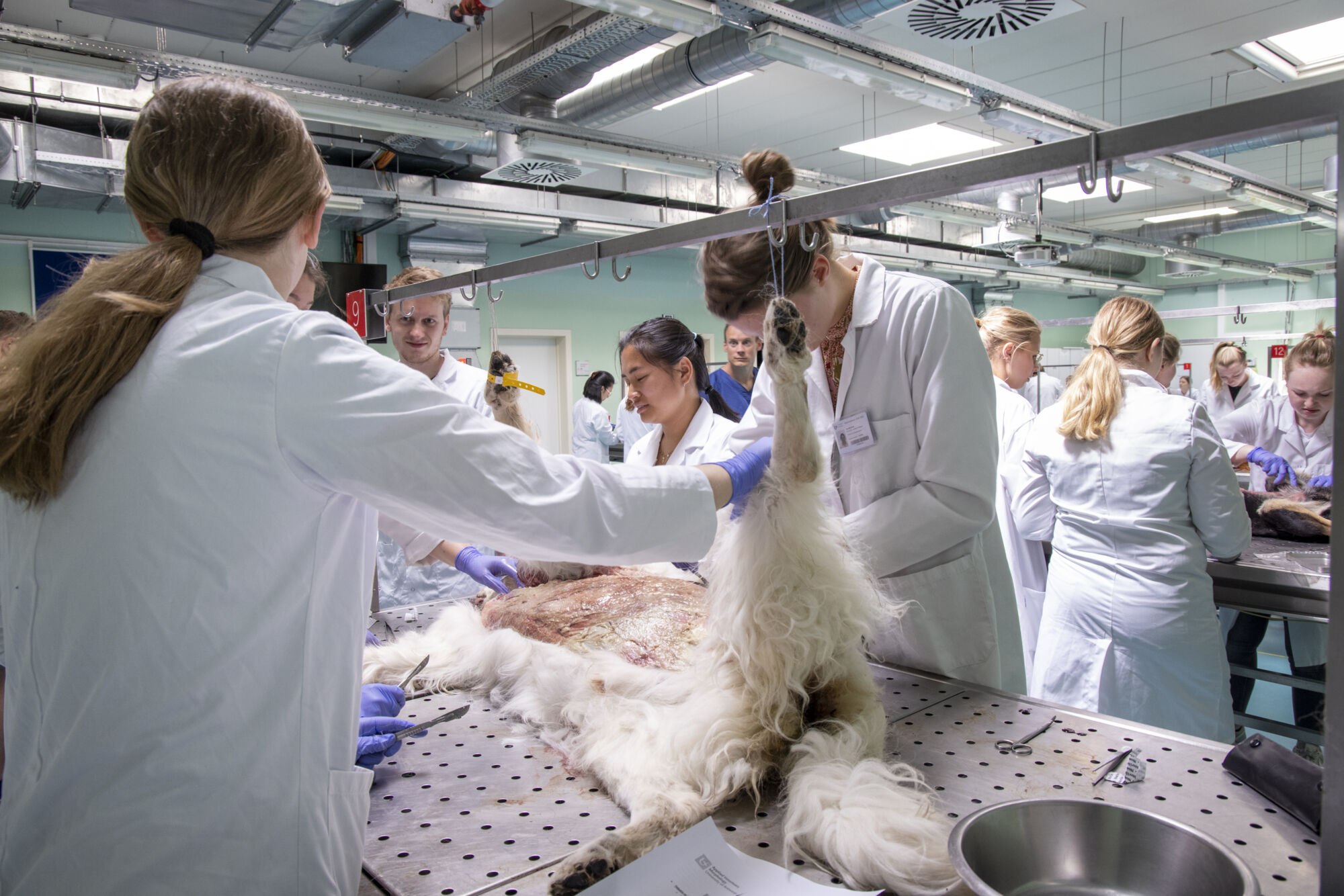 Diergeneeskunde practicum