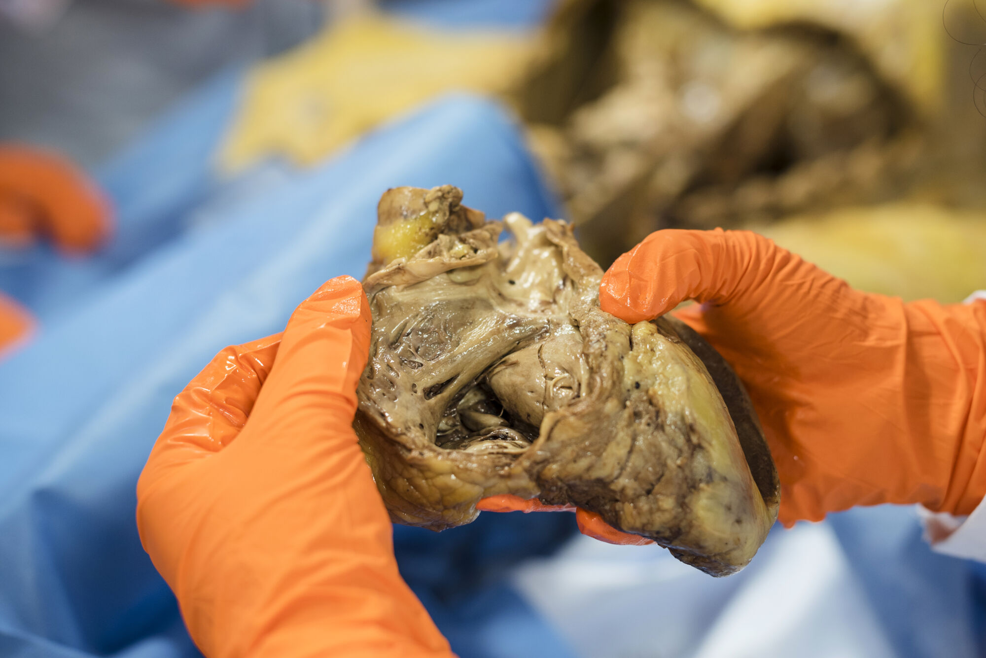 Anatomiepracticum geneeskunde (59).jpg