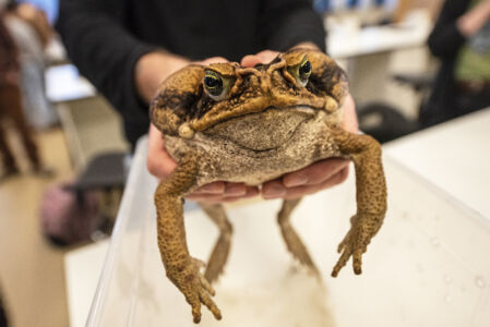 Biologie - amfibieën en reptielen