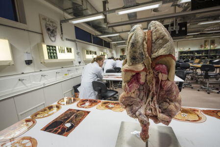Anatomiepracticum geneeskunde (18).jpg