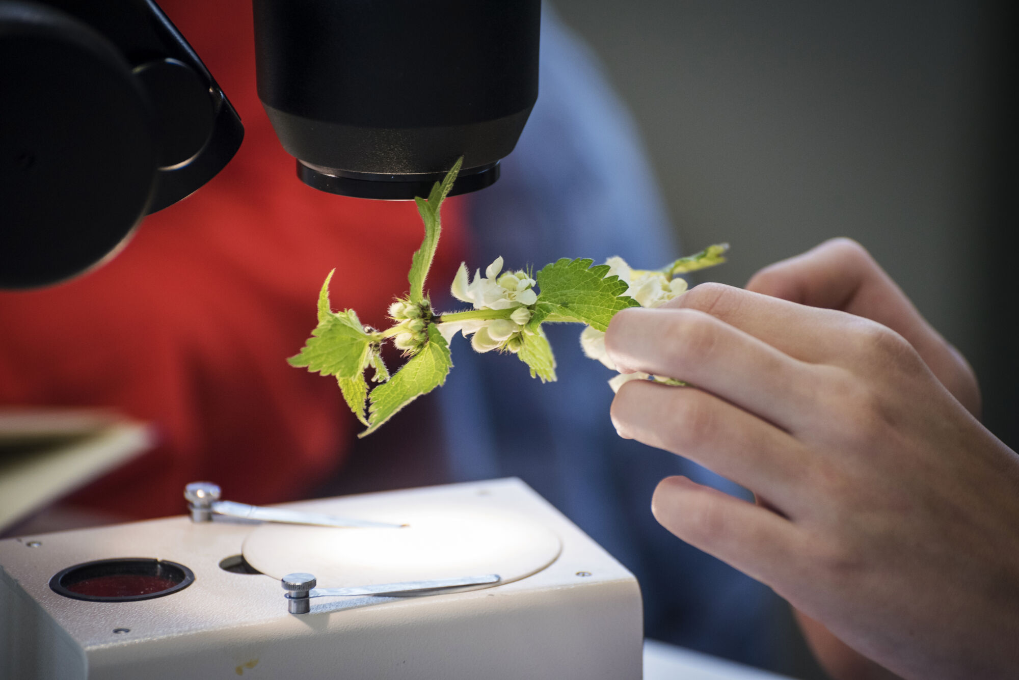 Biologie - Plantenkunde 2016 (9).jpg