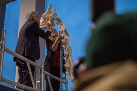 Installatie giraf Dana (15).jpg