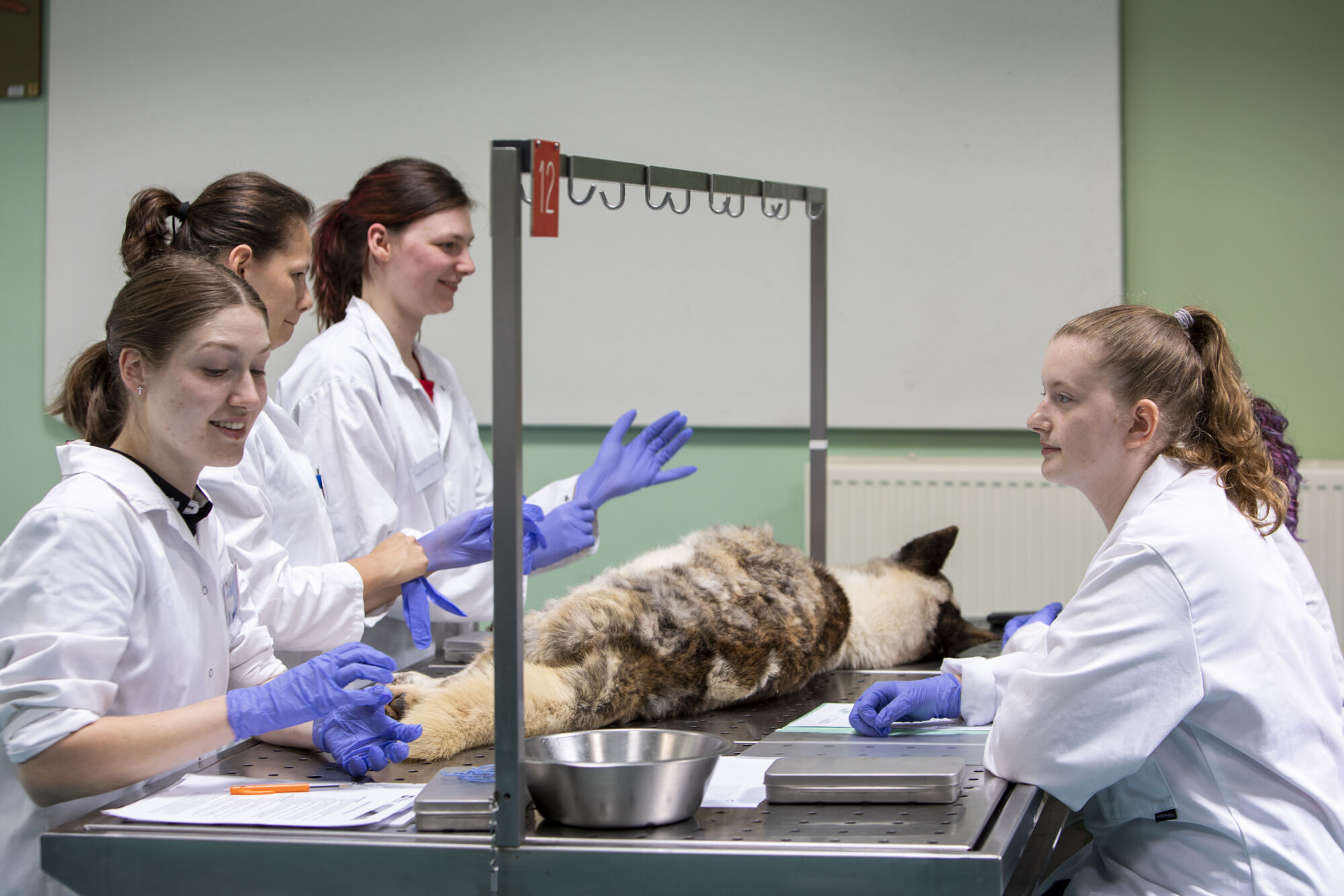 Diergeneeskunde practicum