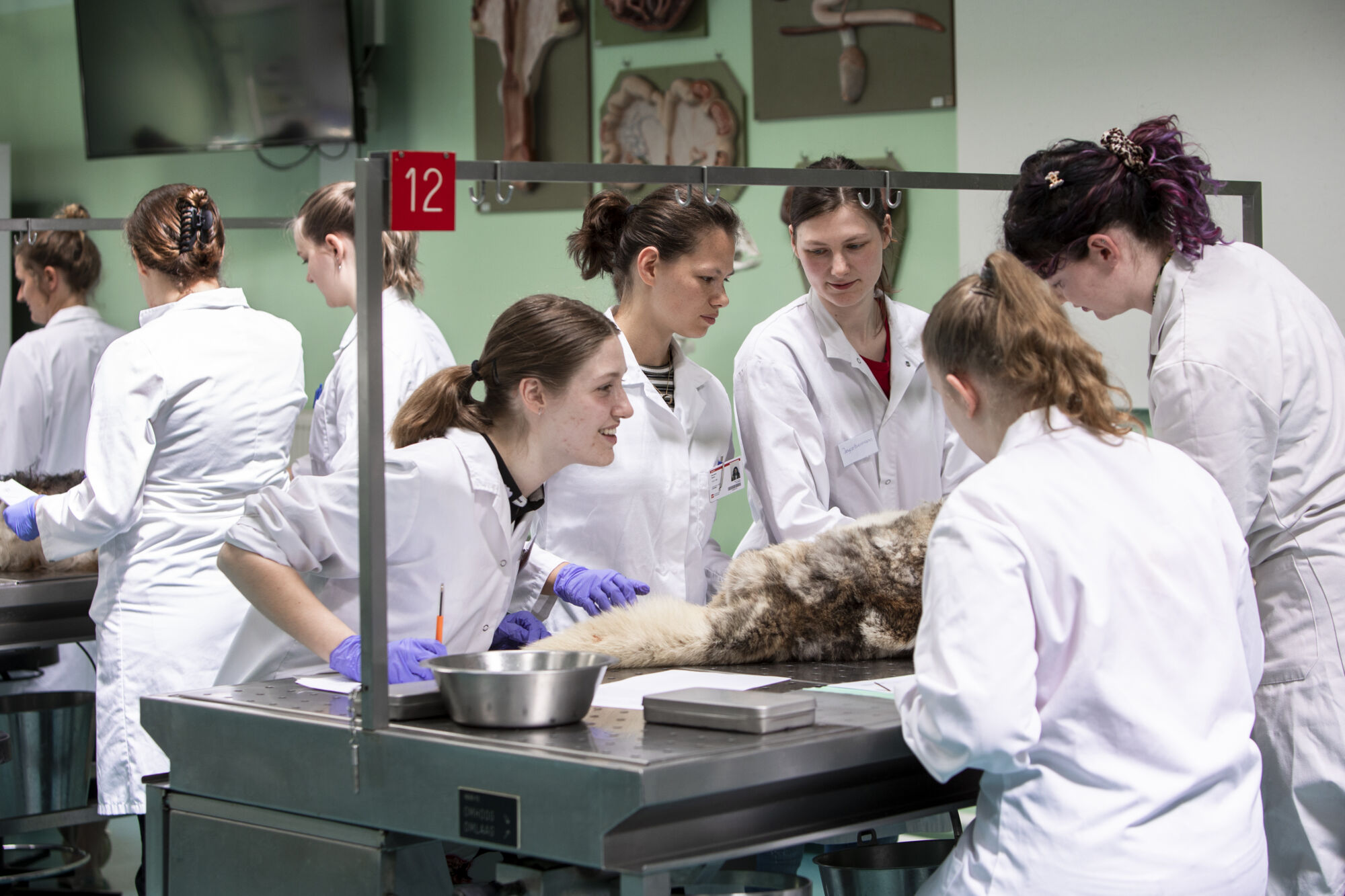 Diergeneeskunde practicum