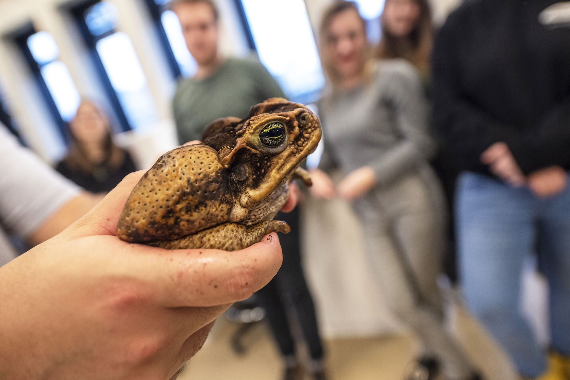 Biologie - amfibieën en reptielen (71).jpg