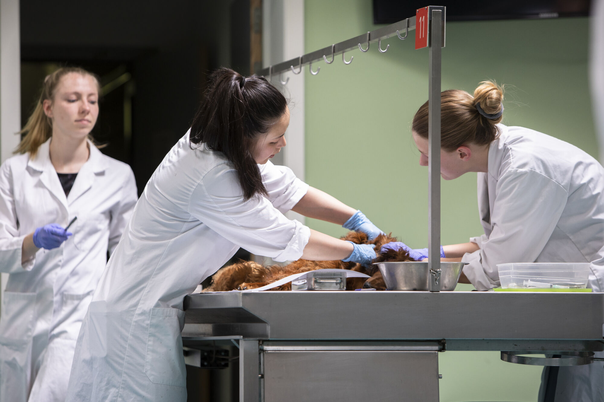 Diergeneeskunde practicum