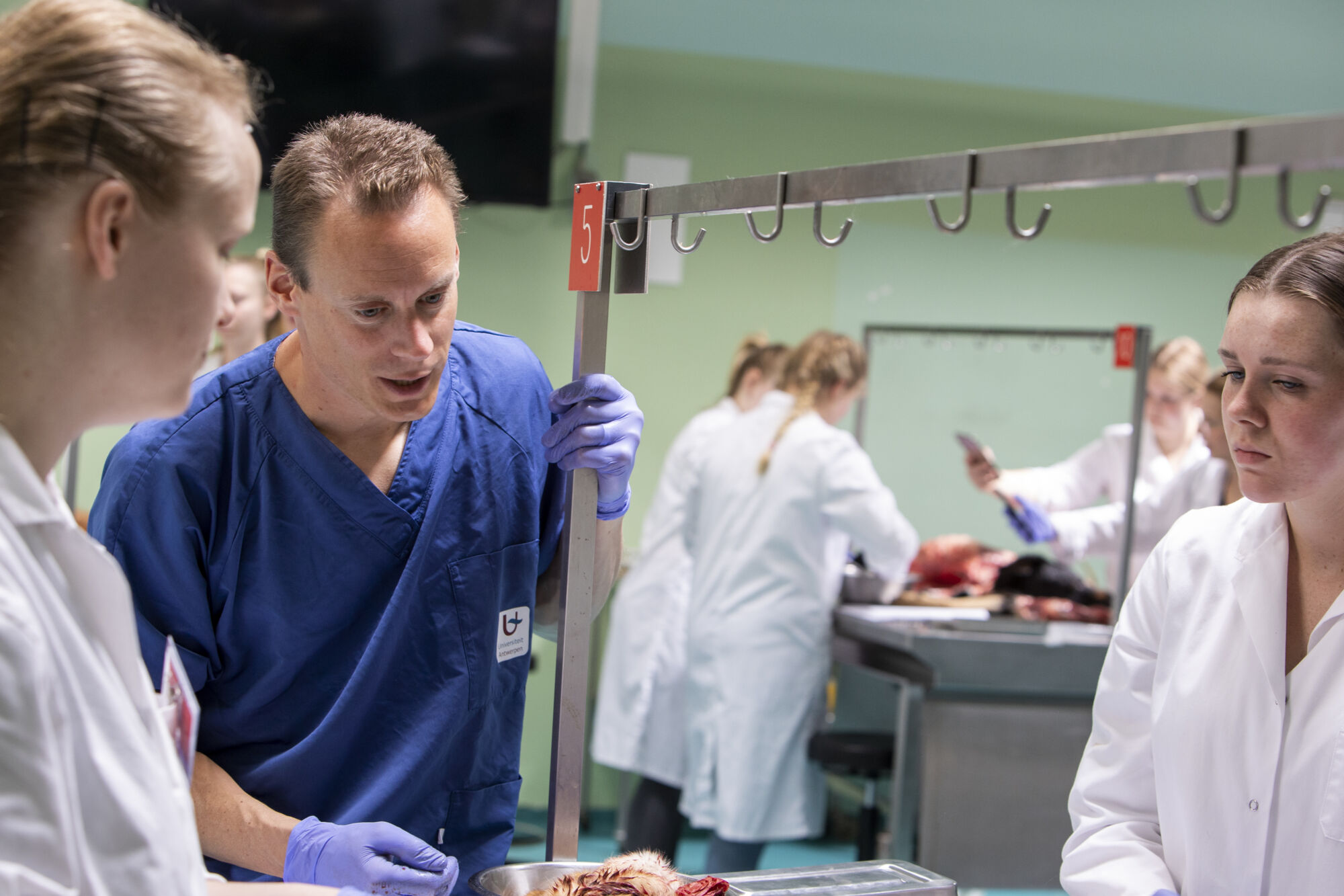 Diergeneeskunde practicum